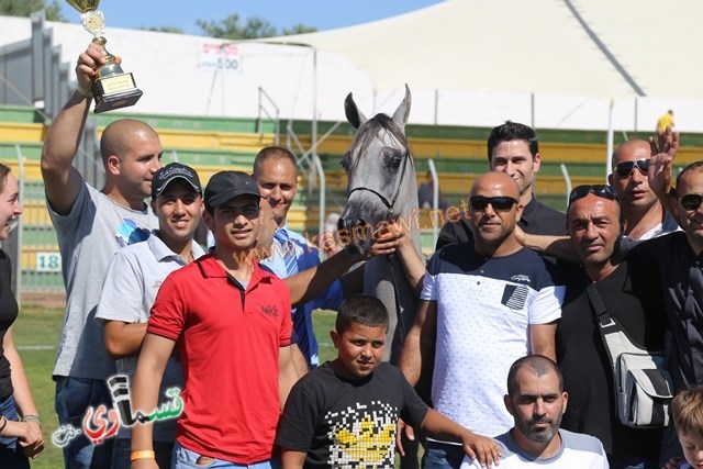 كفرقرع تحتضن مهرجان الربيع لجمال الخيول العربية ال٢١